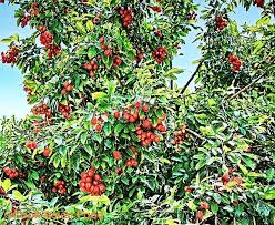 There are, of course, many more edible and medicinal plants in southern thailand. Rambutan Tropical Fruit Nephelium Lappaceum Rambutan Tree Plants Fruit