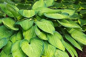 Everyone should have hosta plantaginea if only for experiencing its sweet smell on a warm august evening. 49 Hostas For Sunny Locations Empress Of Dirt