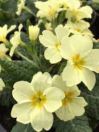 Insects with long tongues (such as. Wild Primrose Plugs Primula Vulgaris Uk Delivery Naturescape