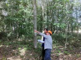 vente de bois sur pied bois de chauffage sur pied a vendre