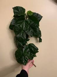 15.11.2020 · hibiscus cuttings can start forming roots within four to five weeks. Can I Root This Hibiscus Cutting How Proplifting