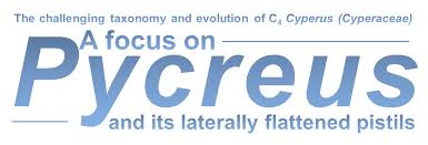 Image result for Pycreus atribulbus