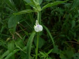 Image result for Justicia striata