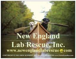 Free puppies and puppies for adoption on here come from world reknown breeders that are looking for blue french bulldog puppies for adoption we are proud to announce our stunning litter of blue patti hadley new caney, tx 77357. Pets For Adoption At New England Lab Rescue Inc In Limerick Me Petfinder