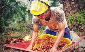 Maybe you would like to learn more about one of these? Mengenal Aset Paling Bernilai Di Perkebunan Kelapa Sawit