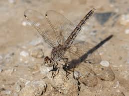 Image result for Triumfetta brachyceras