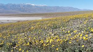 Death valley national park posted this photo to facebook on feb. Death Valley Blossoms With Color In Potential Super Bloom Abc News
