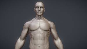 The diaphragm forms the upper surface of the abdomen. Male Anatomy Study 3d Model By Hec Hec 8b6b4d5