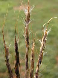 Image result for Bothriochloa