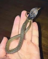 Pin By Punkie Kami Mason On Hold Indian Cobra Baby Cobra Snake