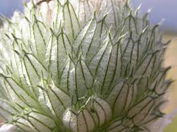 Image result for Acrotome inflata