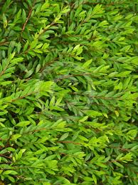 Image result for Phyllanthus taylorianus