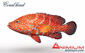 Coral Hind 3d Model Vissen