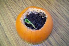 Open Up The Pumpkin Add A Little Soil And Water And Watch The Seeds Which Are Already Inside The Pumpkin Grow Growing Pumpkins Pumpkin Fun