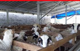 Rasanya ada yang kurang jika kita dan pasangan kita menghadiri suatu acara tetapi pakaian yang kita pakai malah tidak serasi dengan pasangan kita. Kermitricher Carol Purroy A Z Publishing