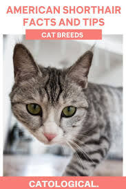 American Shorthair Cat Facts Colors Health Issues Nutrition And More In 2020 American Shorthair American Shorthair Cat Cat Facts