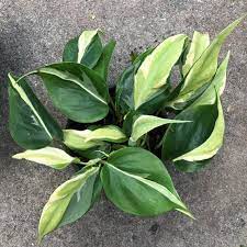 You'll find a free and updated demo installation of silverstripe here. Philodendron Silver Stripe Philodendron Plants Plant Leaves
