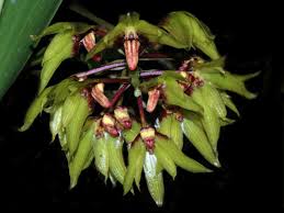Image result for Bulbophyllum fuscum