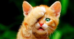 So, how do you get rid of cat urine smell? How To Get Rid Of Cat Urine Smell