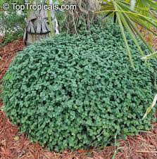 We did not find results for: Callisia Repens Bolivian Jew Turtle Vine Inch Plant Toptropicals Com