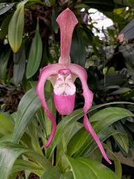 Image result for Vandellia subracemosa