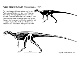 Image result for Dinophora