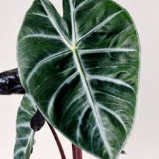 19 cm alocasia zebrina ➜ weitere grünpflanzen bei obi kaufen. Plant Circle Online Rare And Exotic Plant Store For The True Plant Lovers