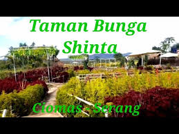 Sebagaimana namanya, di taman ini kamu bisa menikmati sukaresmi, cianjur. Download Taman Bunga Ciomas Banten Mp3 Mp4 3gp Flv Download Lagu Mp3 Gratis