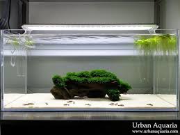 Favourites Sand Cats By Urban Aquaria Great Fissidens Great Corys Great Simplicity More Information In Their Personal Site Here Akvaryumlar Akvaryum Bitki