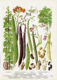 Scarlet Runner Haricot Kidney Pea Black Beans Flowering Legumes Food Chart Vegetable Botanical Lithograph For Your Vintage Kitchen 37 Botanical Drawings Vintage Botanical Prints Botanical Illustration