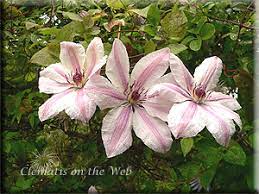 Check spelling or type a new query. Clematis On The Web Clematis Detail