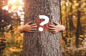 How much does it cost to cut down a tree? Tree Trimming Services Cost Average Prices In Canada