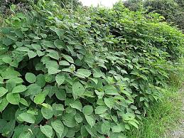 L'inflorescence n'est pas portée par un pédoncule et protégée par des bractées mais par un pédicelle et des bractéoles soudées en un tube membranaire, organe parfois nommé ochréole  1 . Japanischen Staudenknoterich