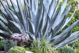 Image result for Agave americana
