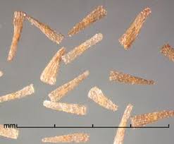 Image result for Alectra glandulosa