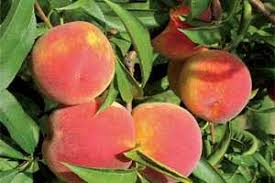 How big does a contender peach tree get? Your Pick Of Peach Varieties Growing Produce