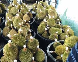 The durian is the fruit of several tree species belonging to the genus durio. An Overview Of The Durian Cultivation In Malaysia Pejabat Timbalan Naib Canselor Penyelidikan Inovasi