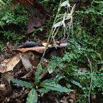 Image result for Habenaria macrandra