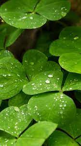 Dropped Water On Leaves For Iphone 7 Wallpaper Hd Wallpapers Wallpapers Download High Resolution Wallpapers Iphone 7 Wallpapers Wallpaper Iphone Ios7 Tree Leaf Wallpaper
