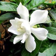 Gardenia August Beauty Flowers Perennials Fragrant Plant Gardenia Plant