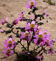 Image result for Eureiandra leucantha