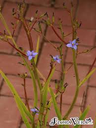 Image result for Aristea ecklonii