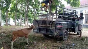 Contoh surat edaran qurban 2019 kumpulan contoh surat lengkap. Pol Pp Muna Kandangkan Ternak Yang Berkeliaran Dalam Kota Telisik Id