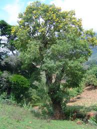 Image result for Pterocarpus rotundifolius