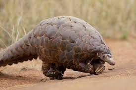 Tal espécie possui coloração amarronzada, carapaça provida de. Pangolins Alimentam Trabalhadores Asiaticos Na Africa O Eco