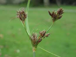 Image result for Fimbristylis dichotoma