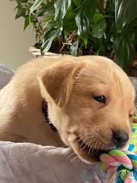 Sommaire la race labrador retriever caractère du labrador : Labrador Retriever A Vendre En Ville De Berlin Allemagne Prix 406 Annonce 7990