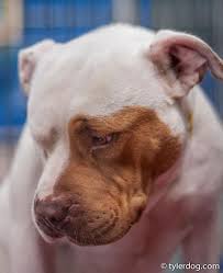 Rednose Pitbull 3 Kedi Kopek Kopek