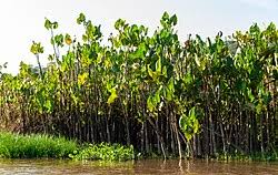 Image result for Montrichardia linifera