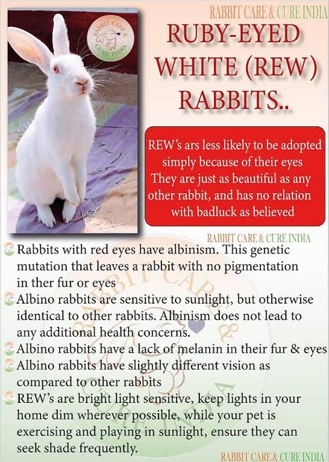 Some rabbits like Wrigley here have red or pink eyes. This is a result ...